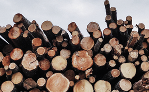 The benefits of choosing sustainable timber
